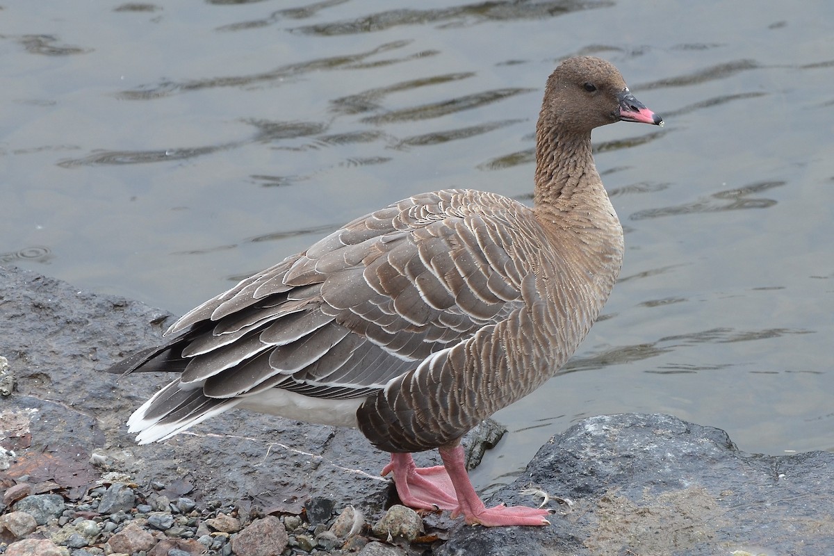 Pink-footed Goose - Blair Fleming
