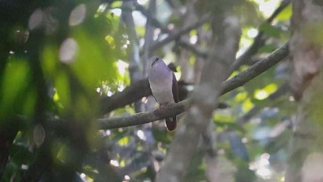 Violaceous Quail-Dove - ML355484741