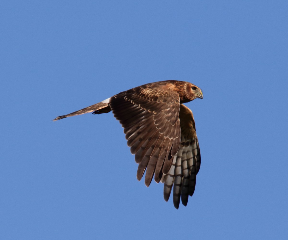 Northern Harrier - George Nassiopoulos