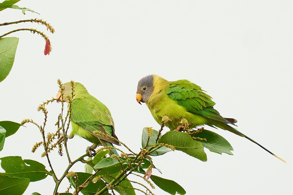 Plum-headed Parakeet - Raghavendra  Pai
