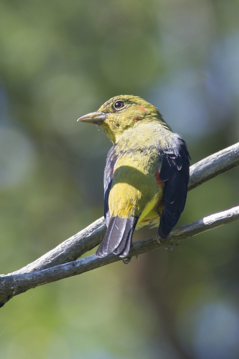Scarlet Tanager - ML35548781