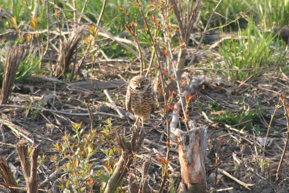 Burrowing Owl - ML35548891