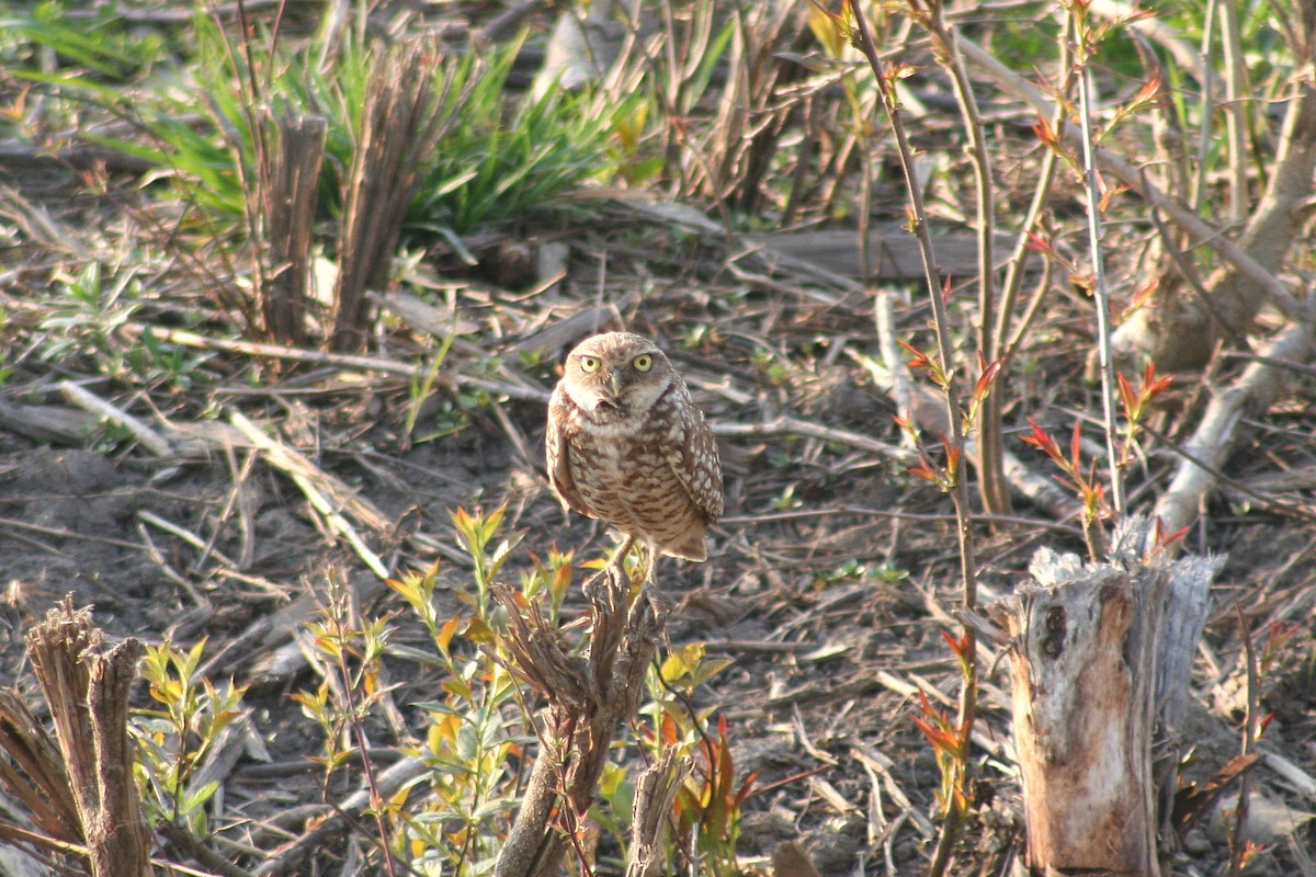 Burrowing Owl - ML35548911