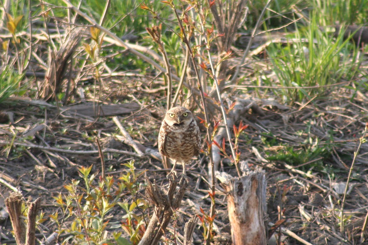 Burrowing Owl - ML35548921