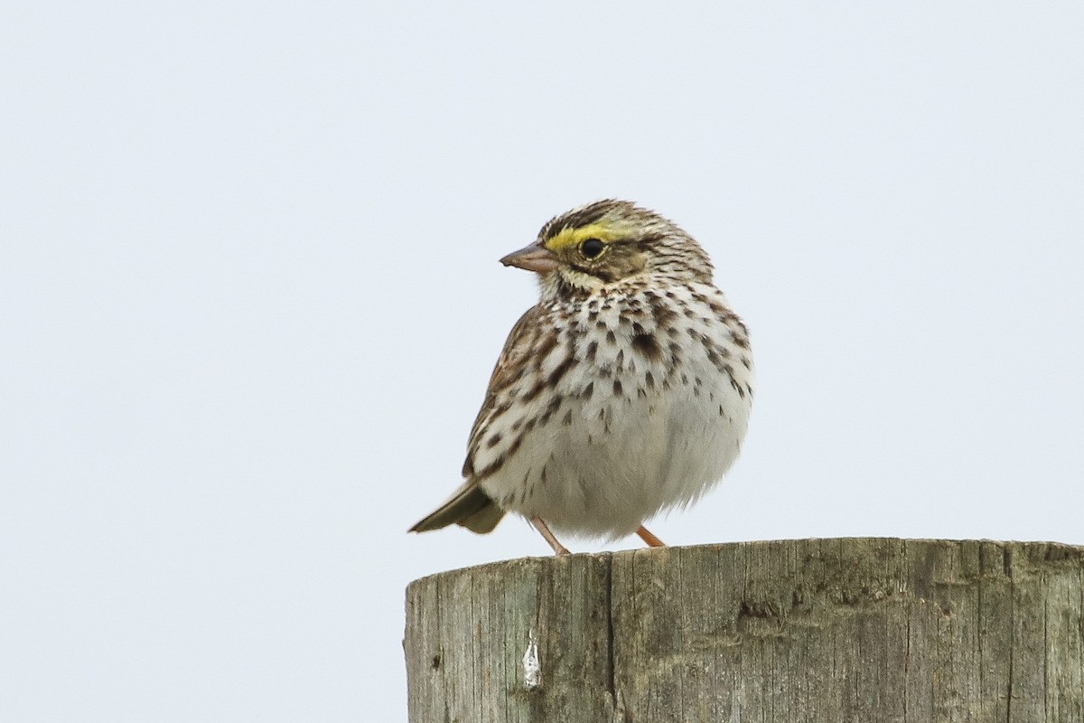 Savannah Sparrow - ML355490481