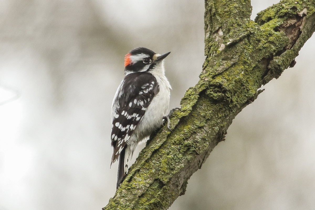 Downy Woodpecker - ML355490911