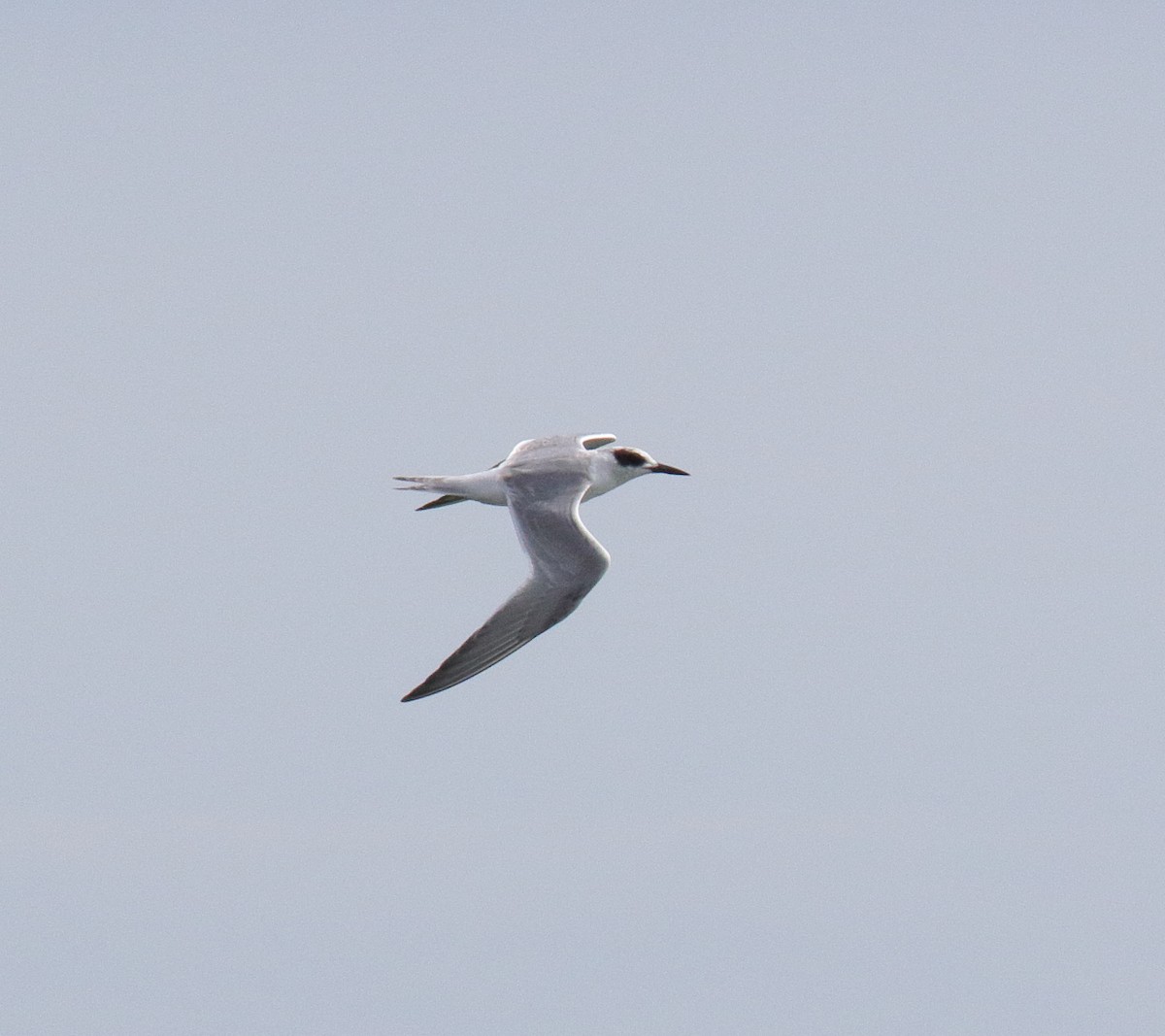 Forster's Tern - George Nassiopoulos