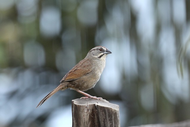 Possible confusion species: Rusty Sparrow (<em>Aimophila rufescens rufescens</em>). - Rusty Sparrow - 