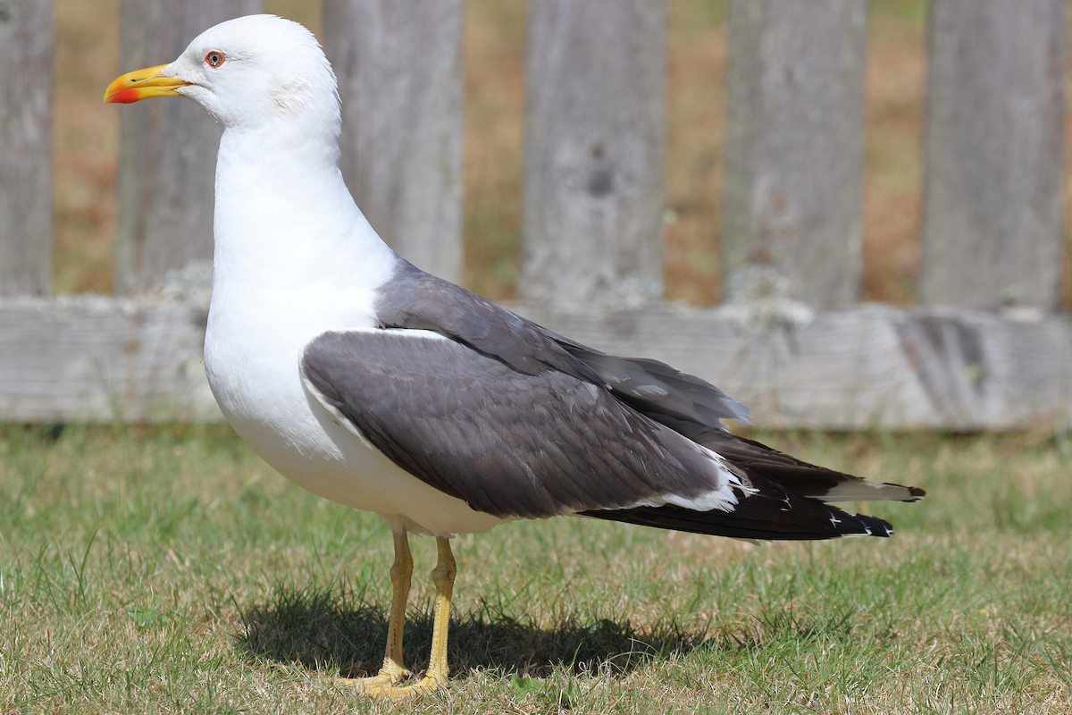 Lesser Black-backed Gull - ML355496151