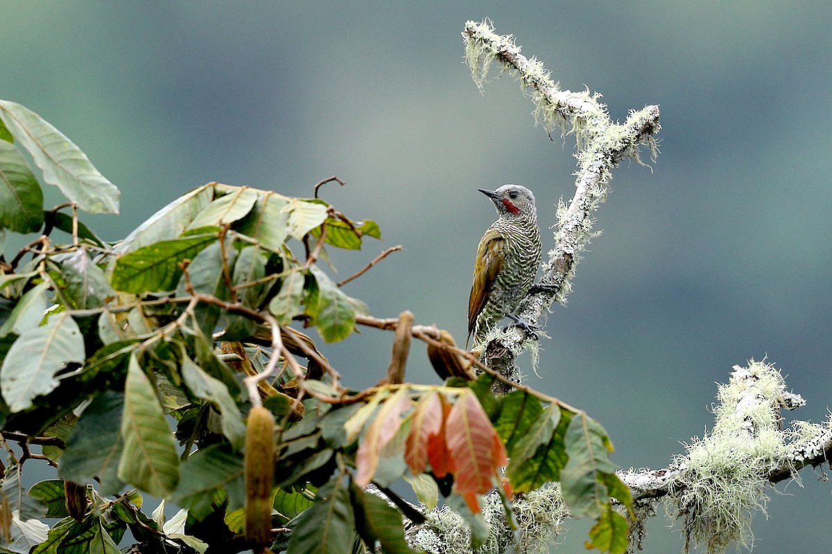 Gray-crowned Woodpecker - Aaron Maizlish