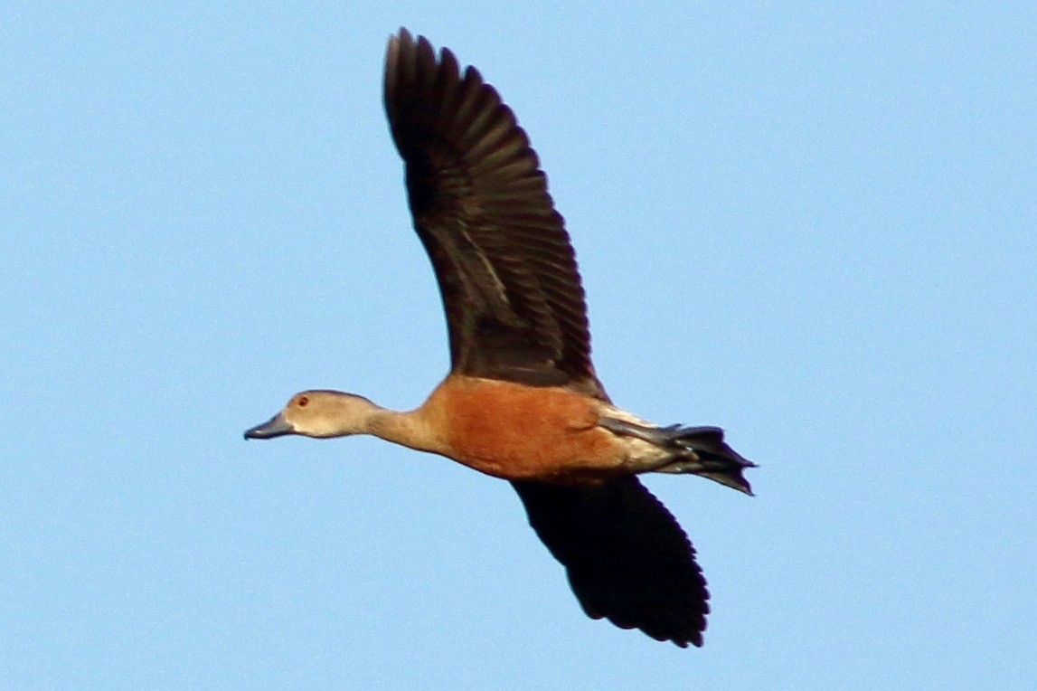 Lesser Whistling-Duck - Ains Priestman