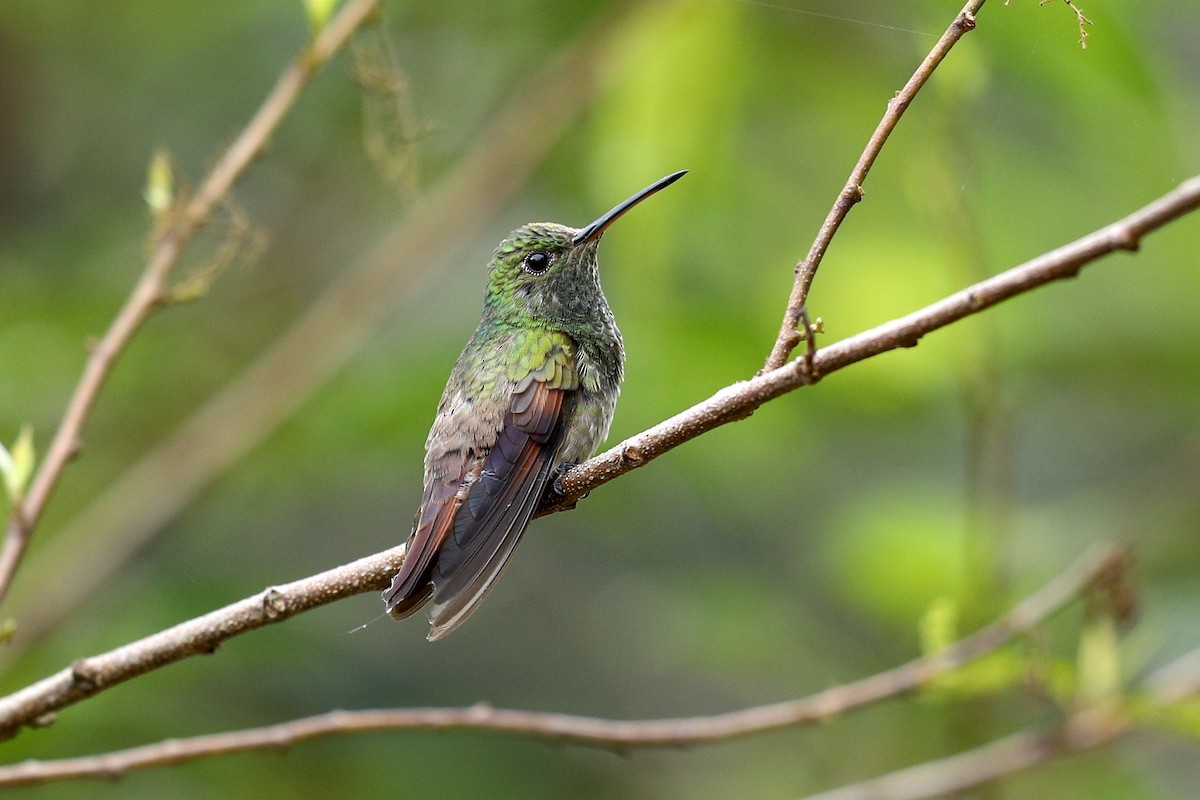 kolibřík mexický - ML355504211