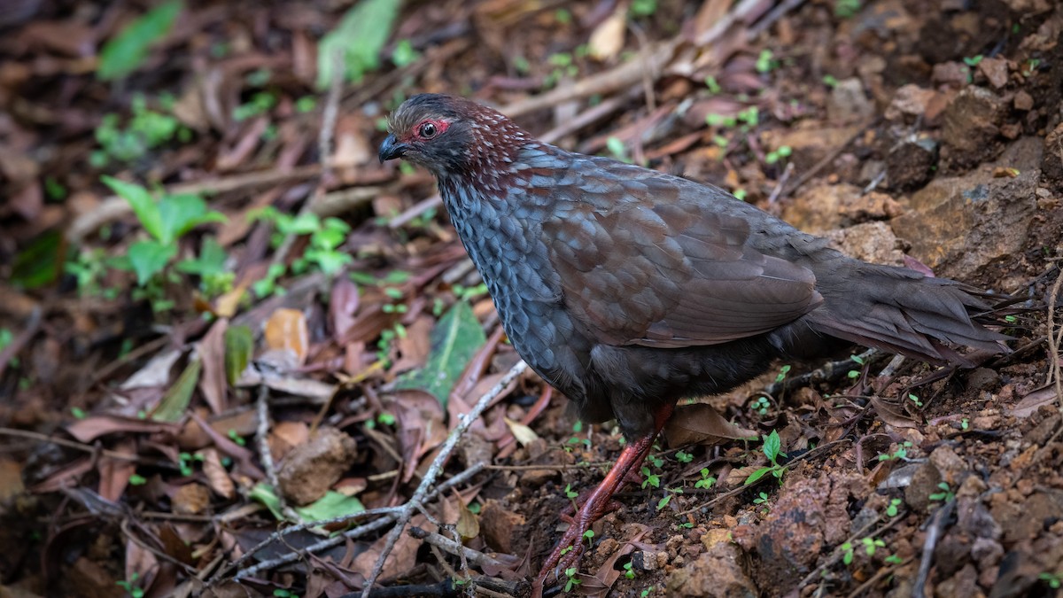 Buffy-crowned Wood-Partridge - Mathurin Malby