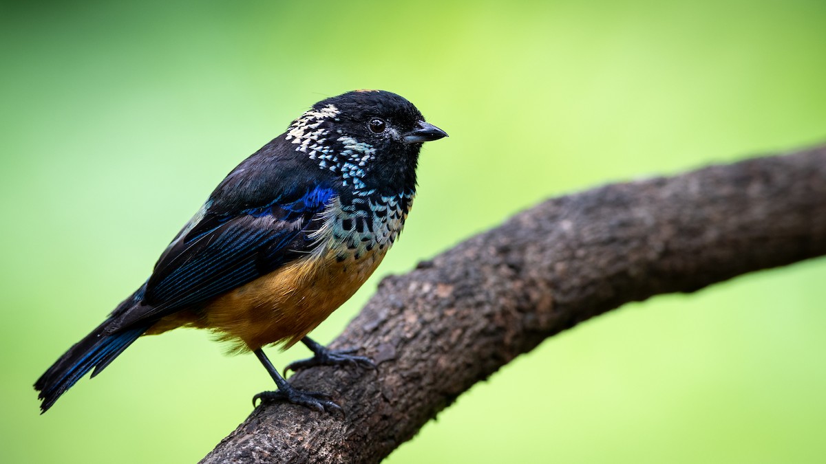 Spangle-cheeked Tanager - Mathurin Malby