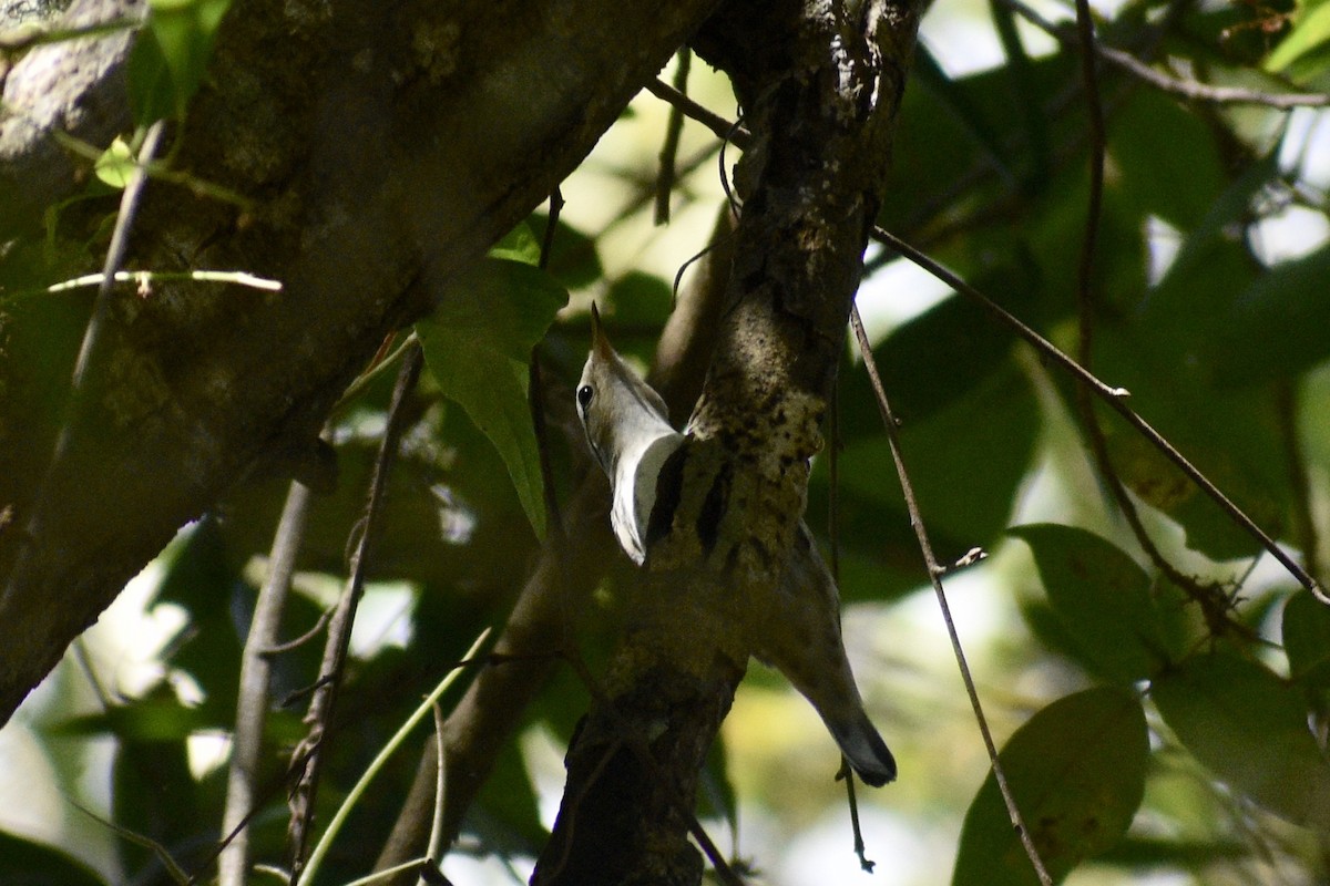 Black-and-white Warbler - ML355509591