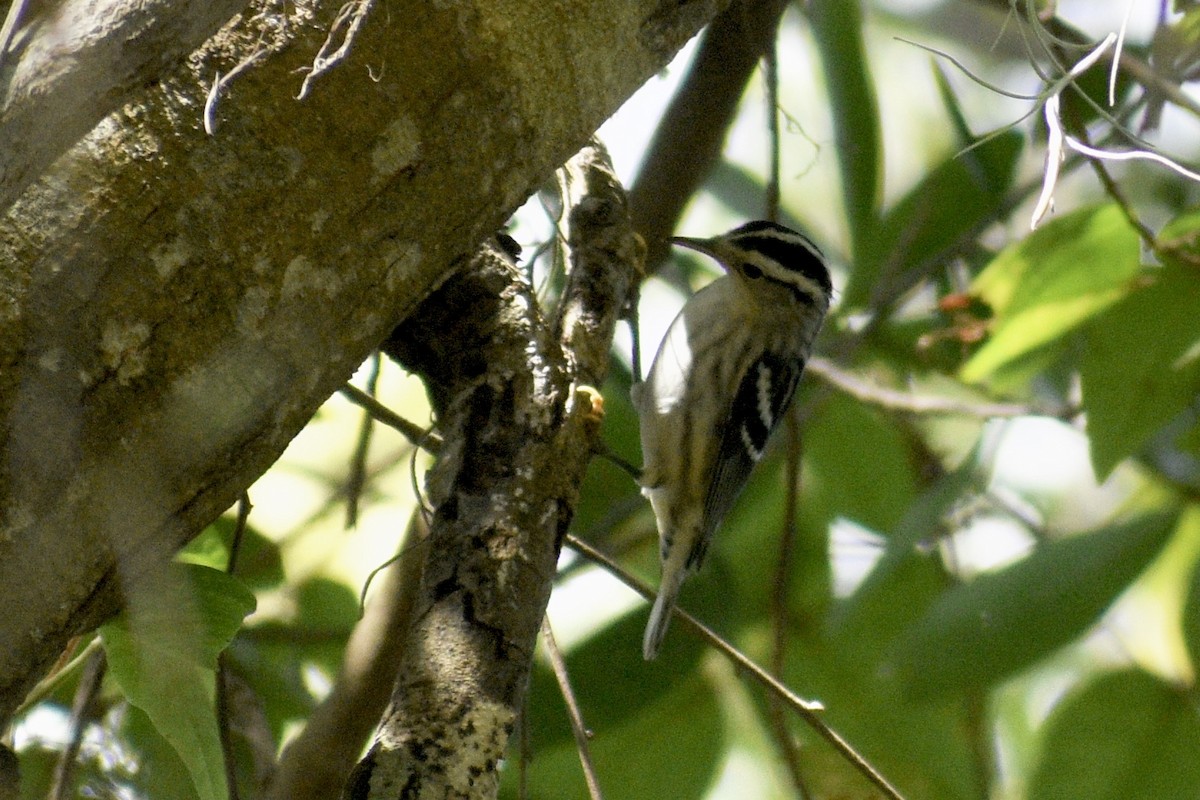 Black-and-white Warbler - ML355509601
