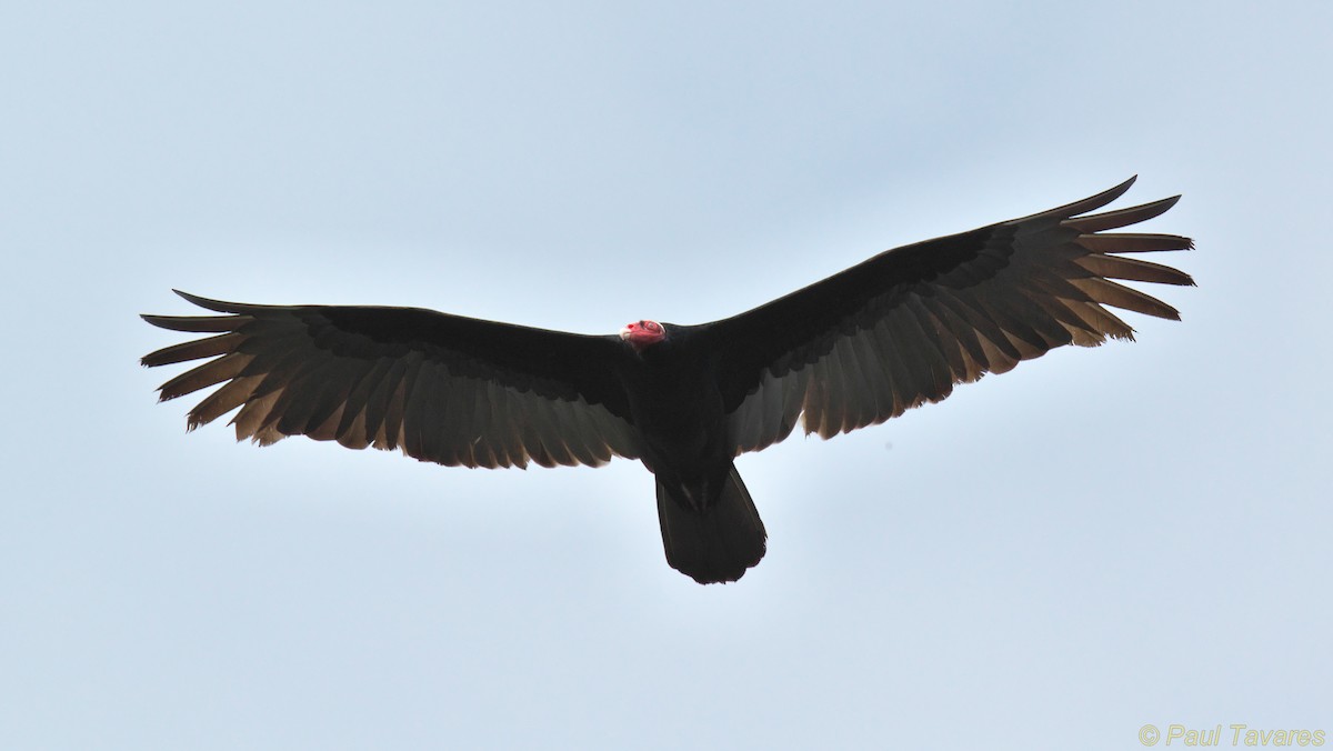 Turkey Vulture - ML35551061