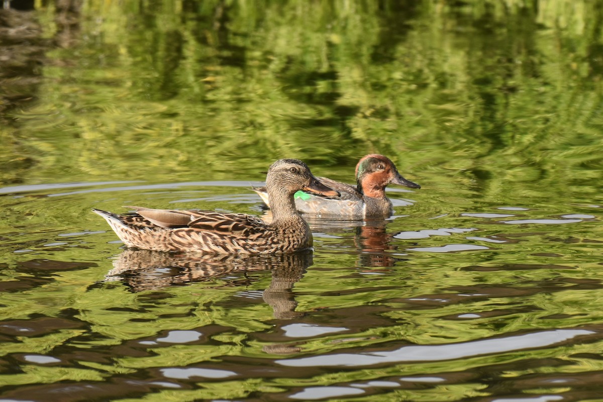 Green-winged Teal - ML355511471