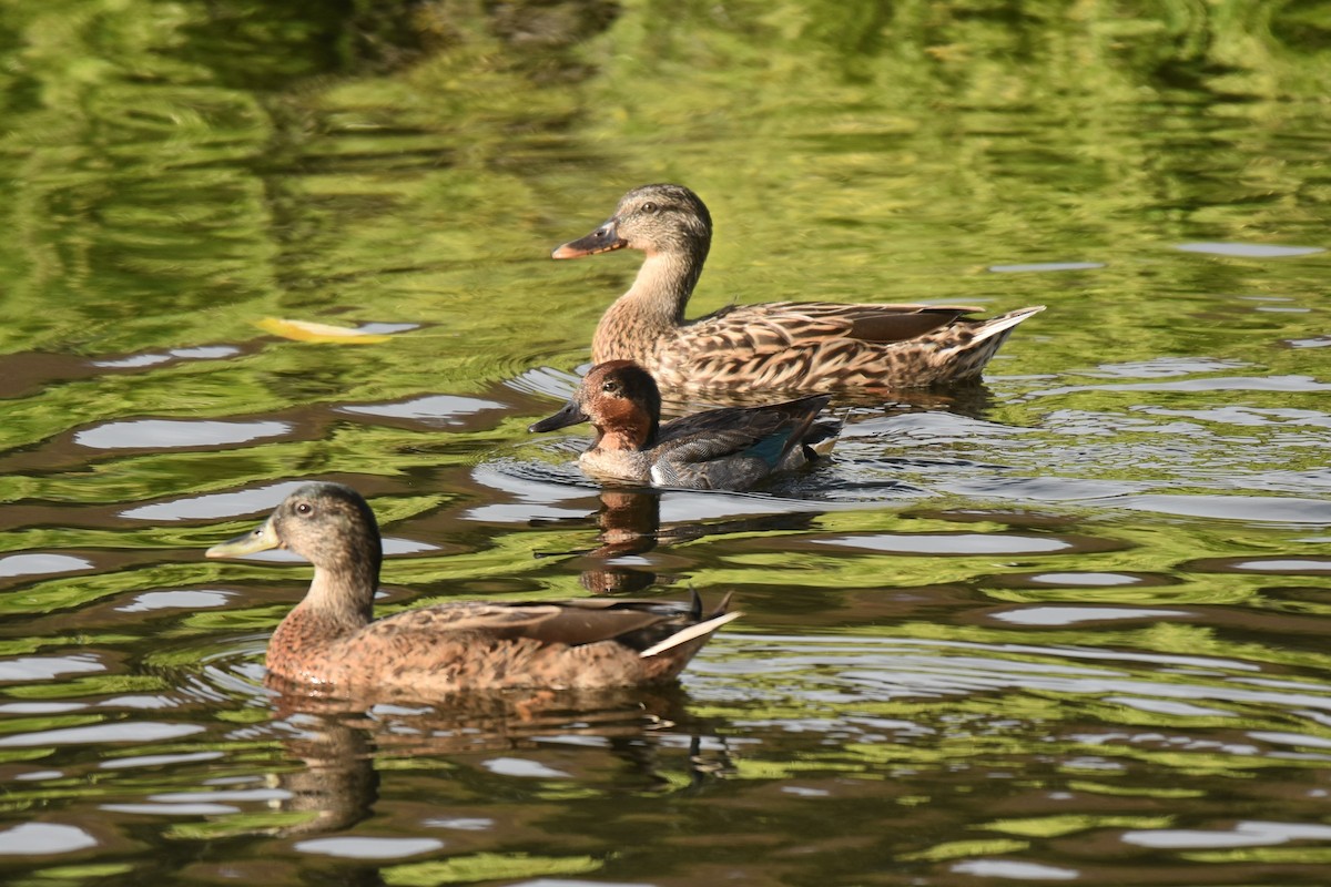 Green-winged Teal - ML355511481