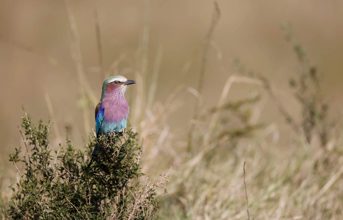 Lilac-breasted Roller - ML355511851