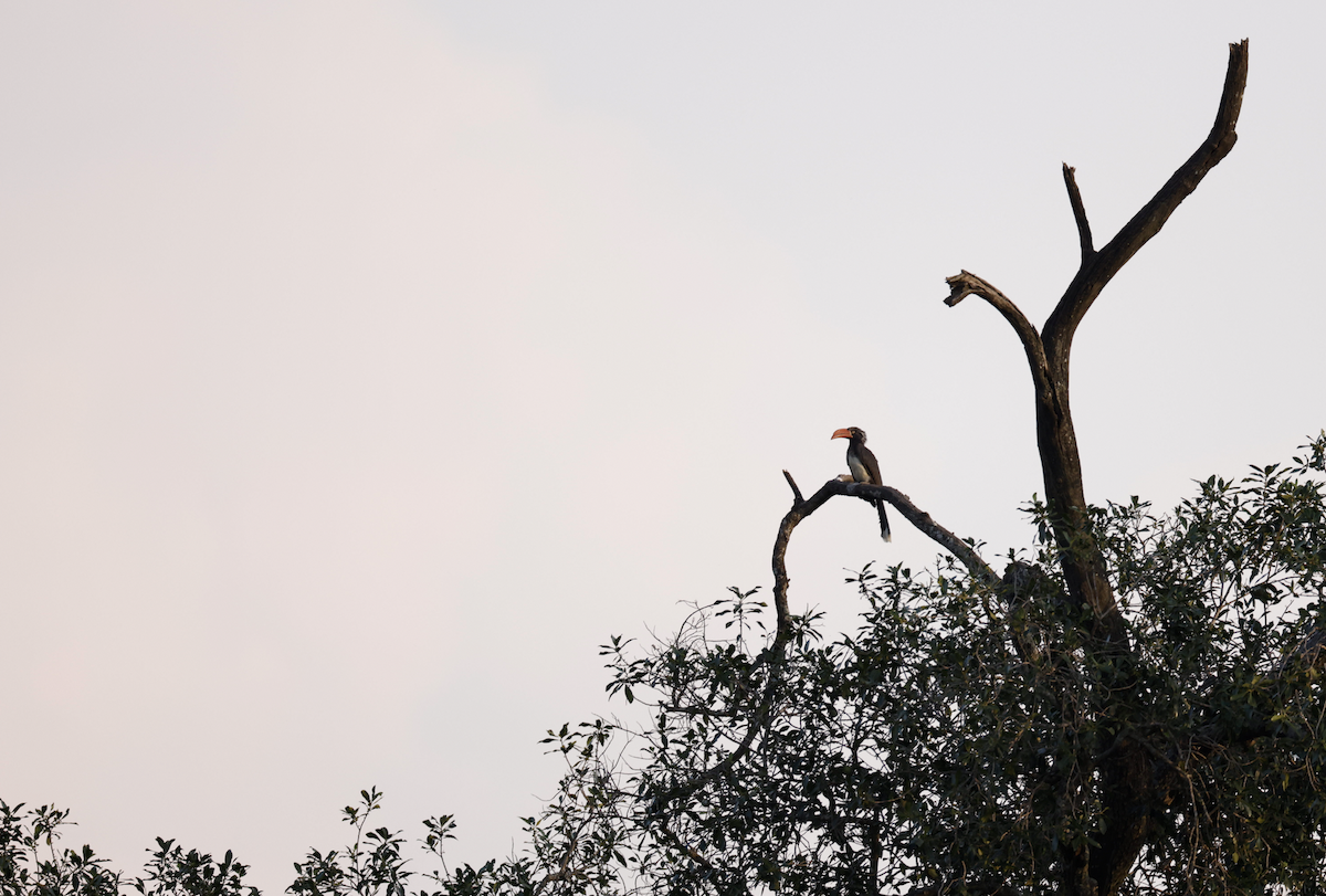 Crowned Hornbill - Matt Bango