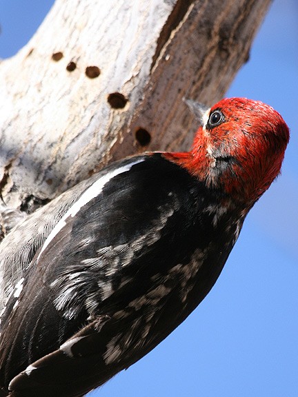 Red-breasted Sapsucker - Tim Avery