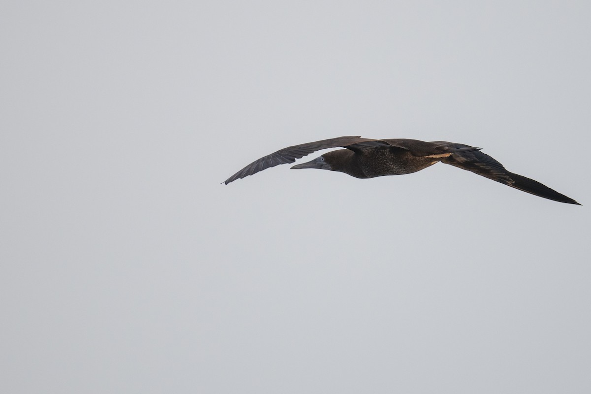 Brown Booby - ML355515021
