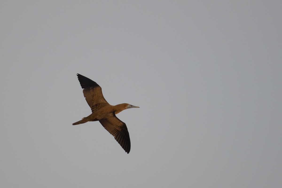 Brown Booby - ML355515241