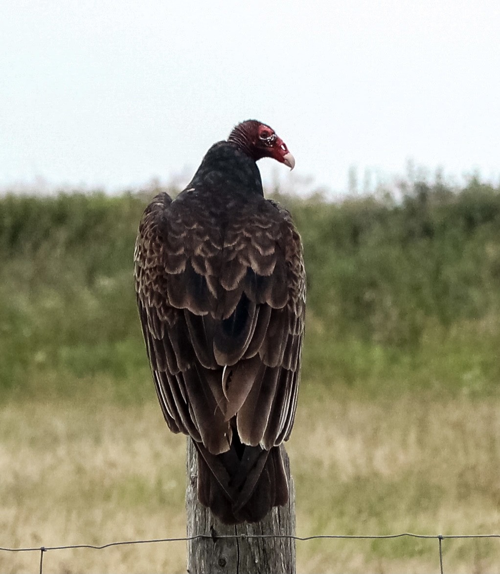 Turkey Vulture - ML355515431