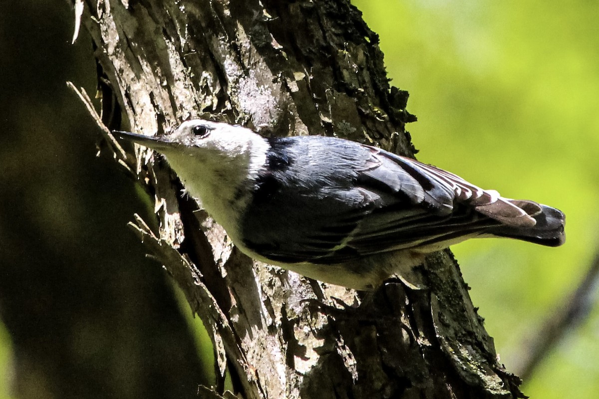 White-breasted Nuthatch - ML355515451