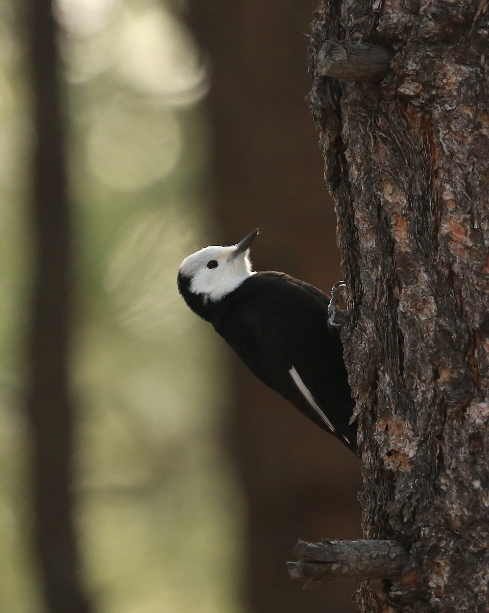 White-headed Woodpecker - Tim Lenz