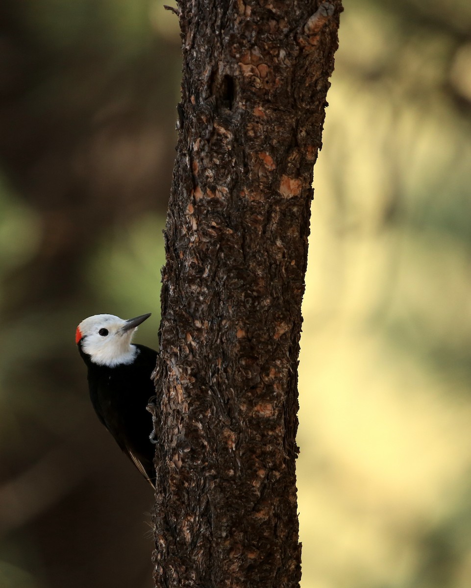 White-headed Woodpecker - ML35551861