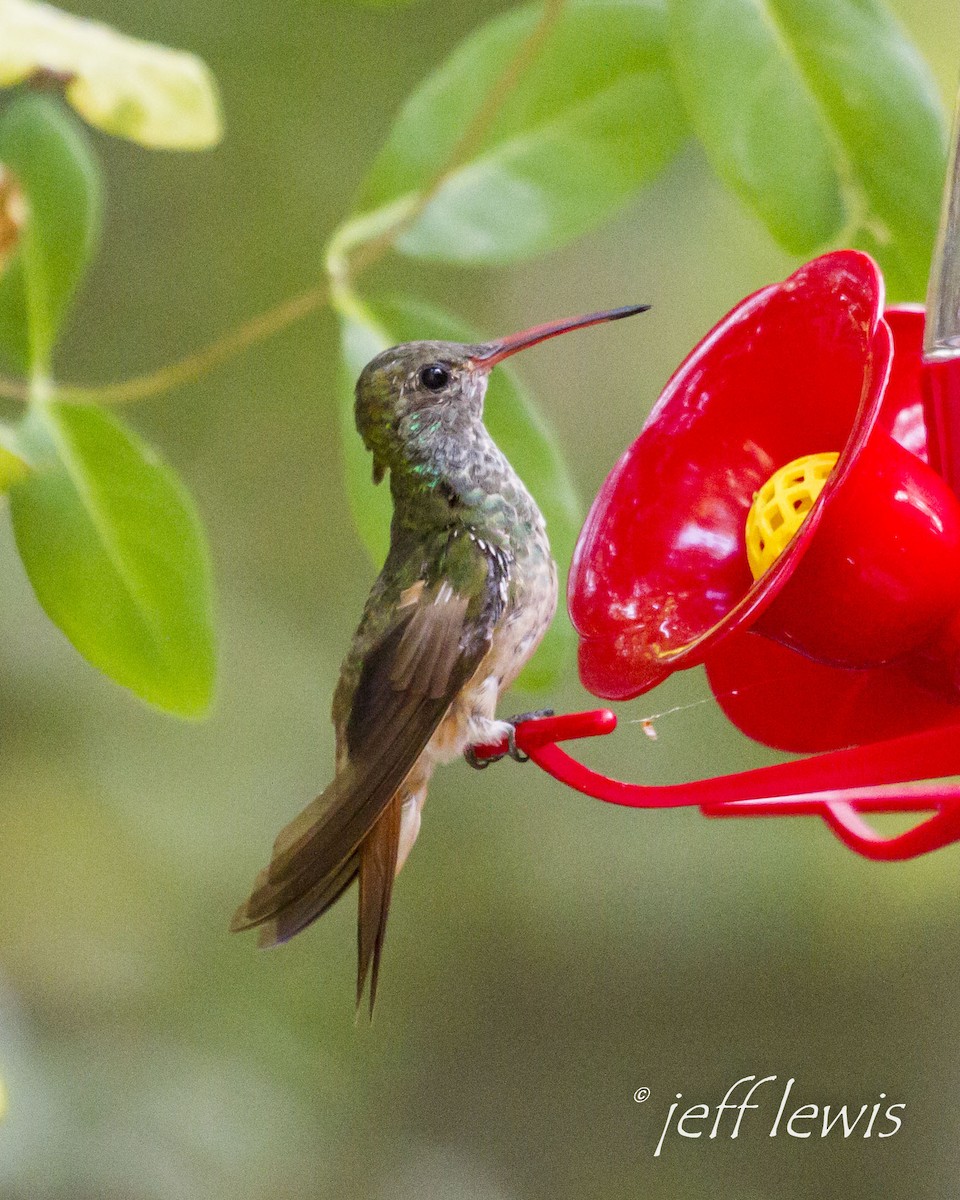 Buff-bellied Hummingbird - Jeff Lewis