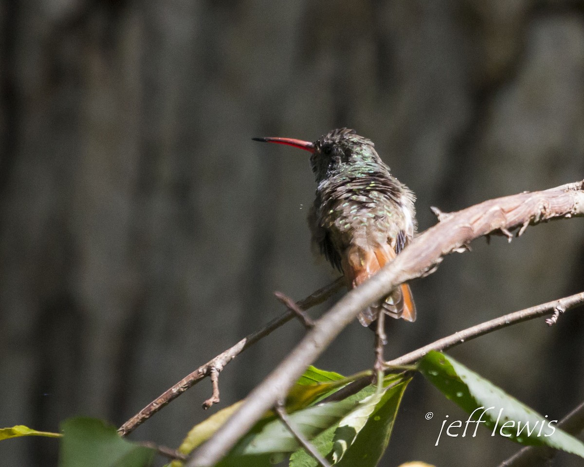 Buff-bellied Hummingbird - ML355533141