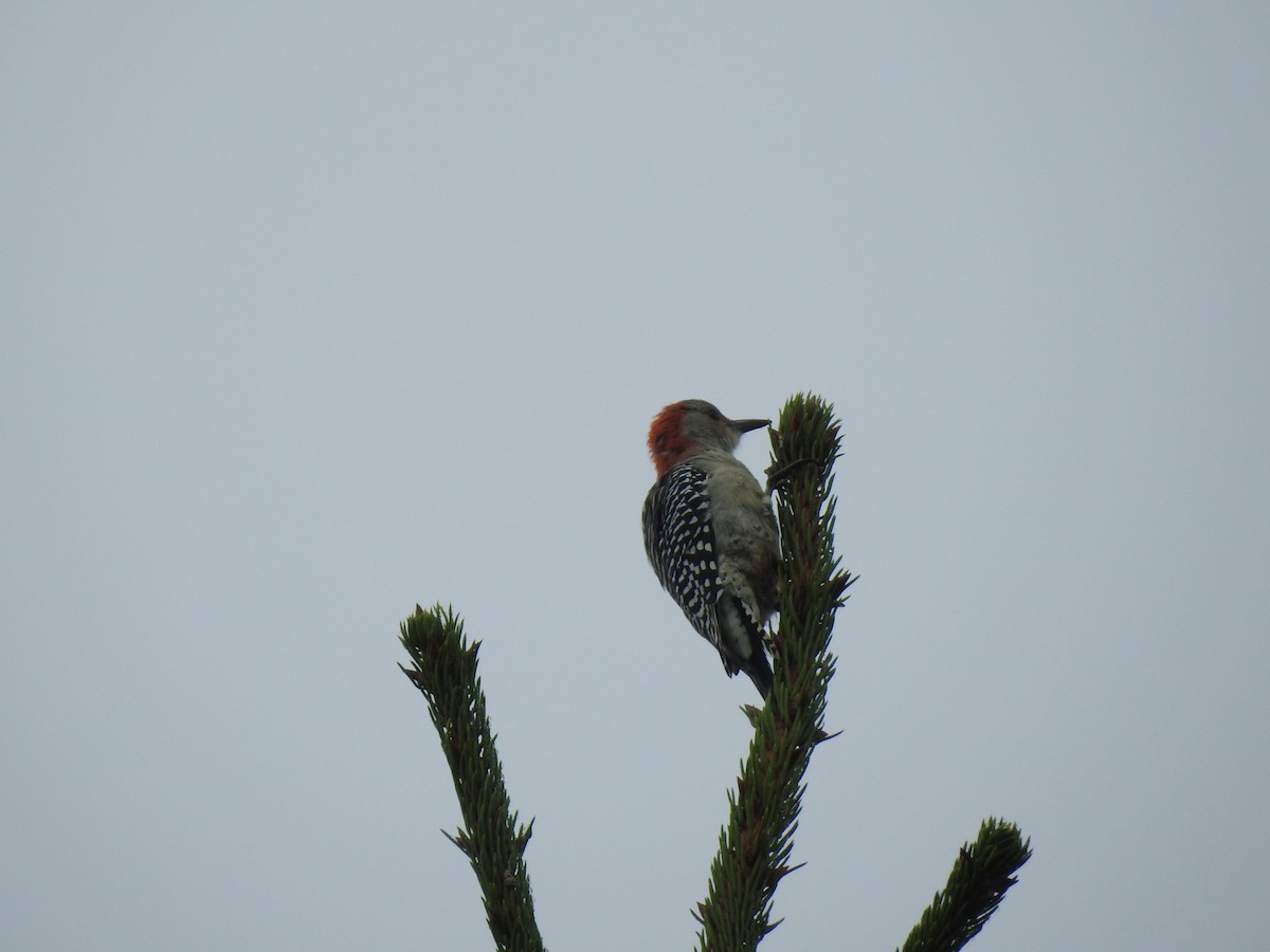Red-bellied Woodpecker - ML35553401