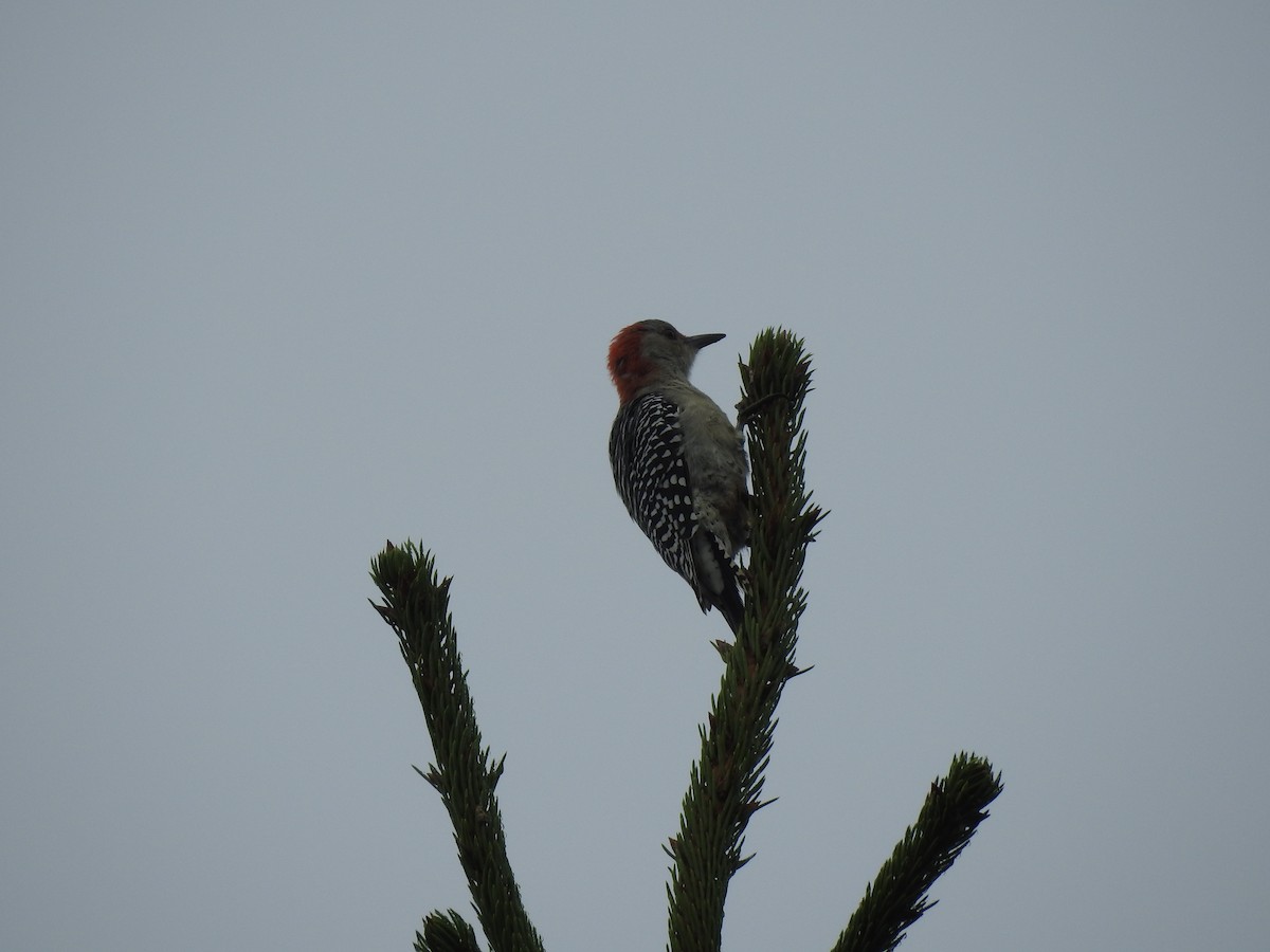 Red-bellied Woodpecker - ML35553421