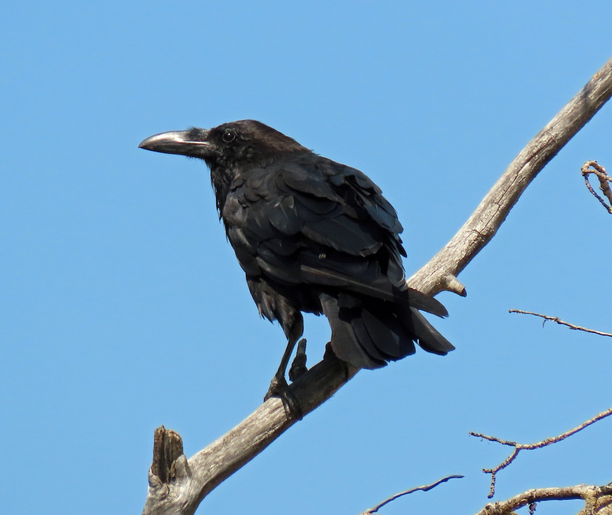 Common Raven - JoAnn Potter Riggle 🦤