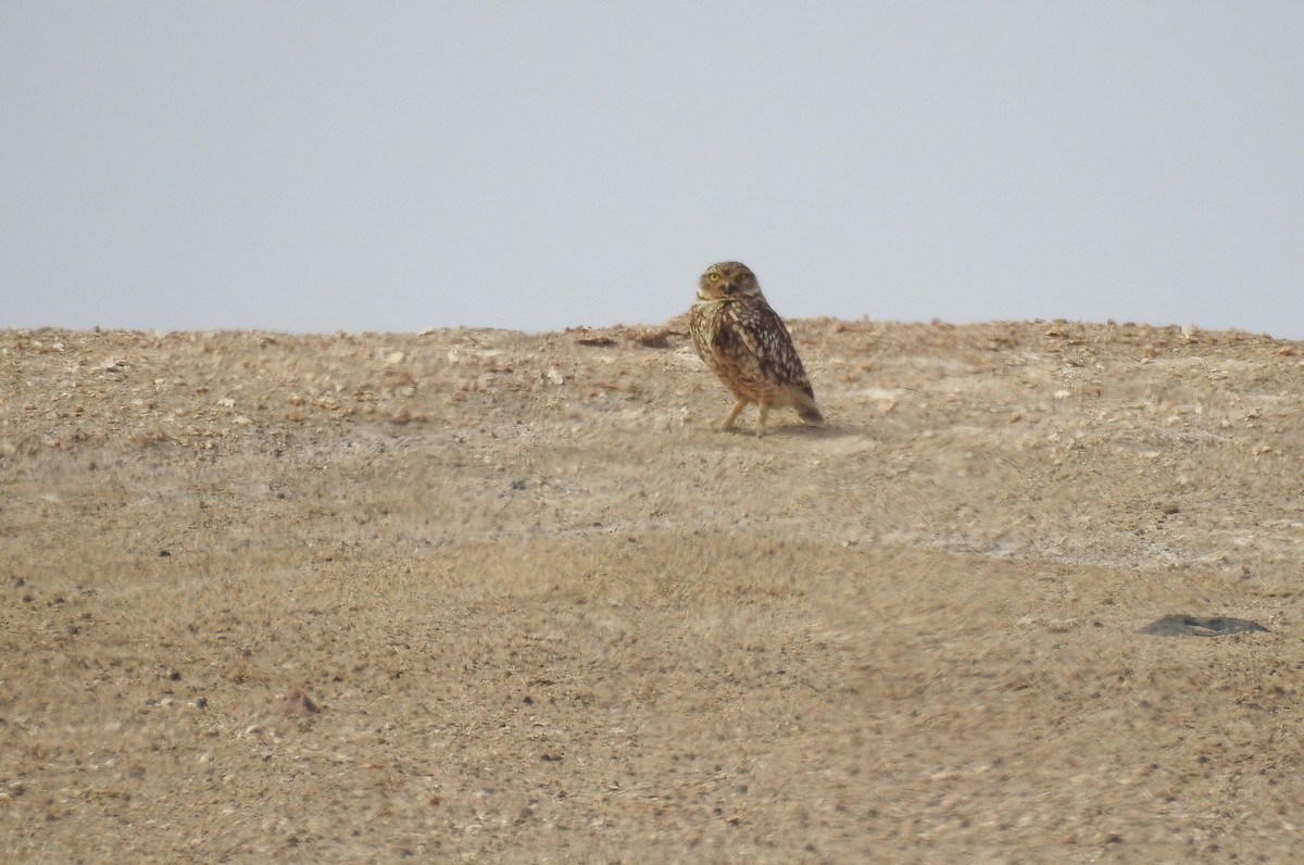 Burrowing Owl - ML355535061