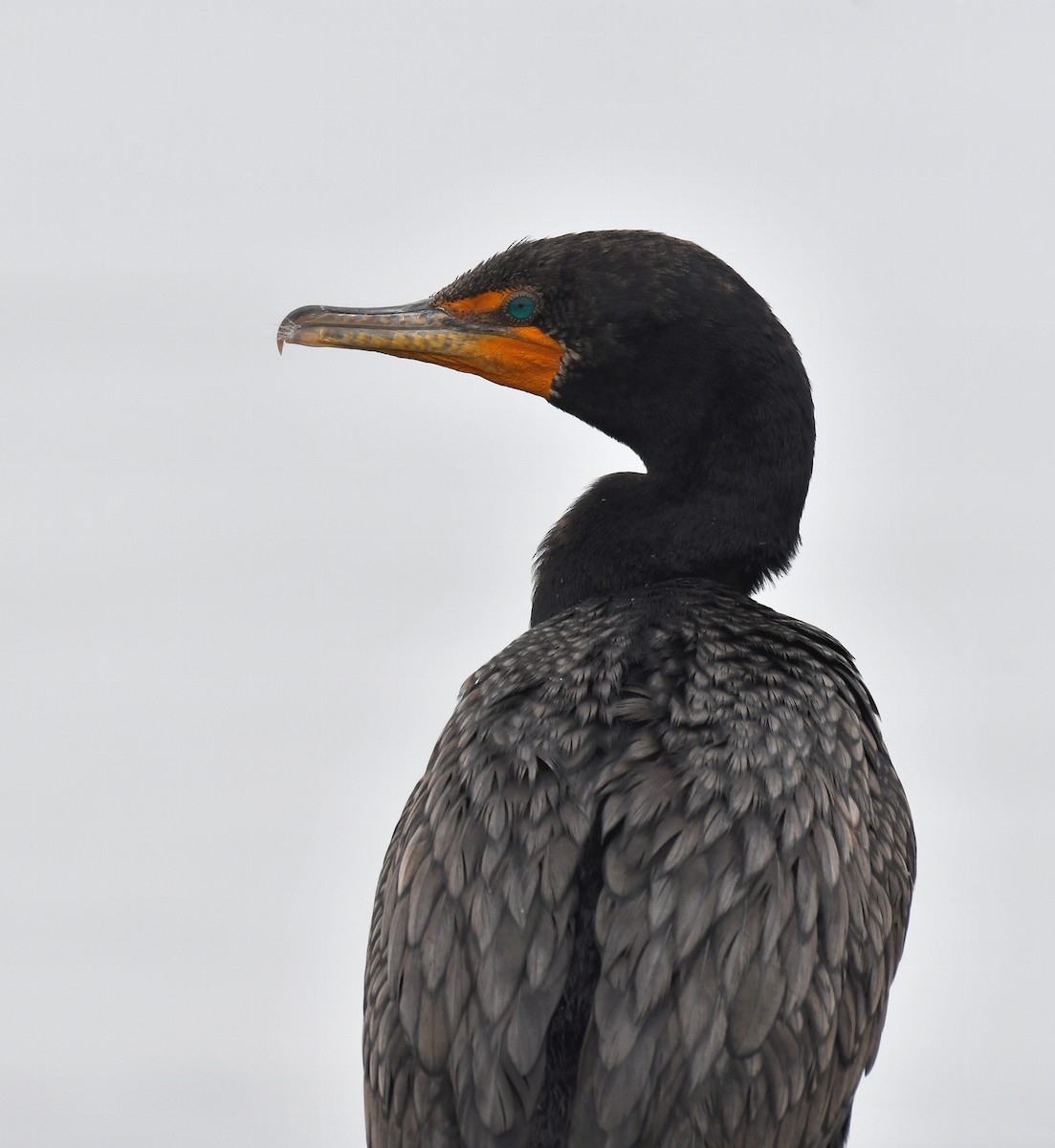 Double-crested Cormorant - Sam Miller