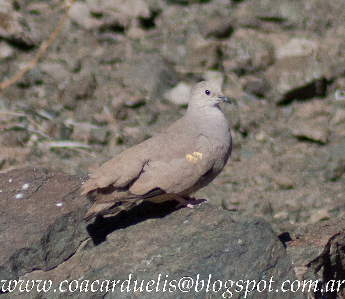 Golden-spotted Ground Dove - Pablo Moreno