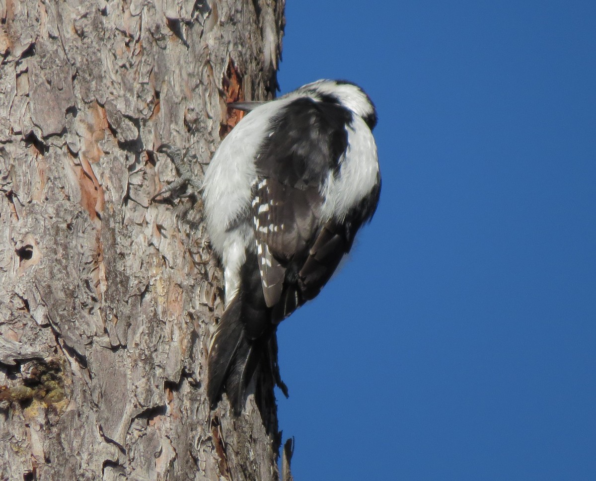 Hairy Woodpecker - ML35554661