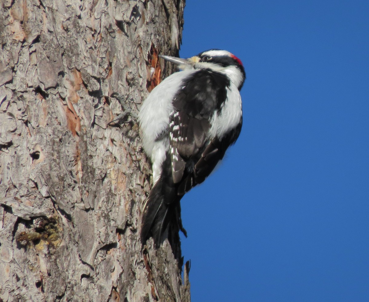 Hairy Woodpecker - ML35554691