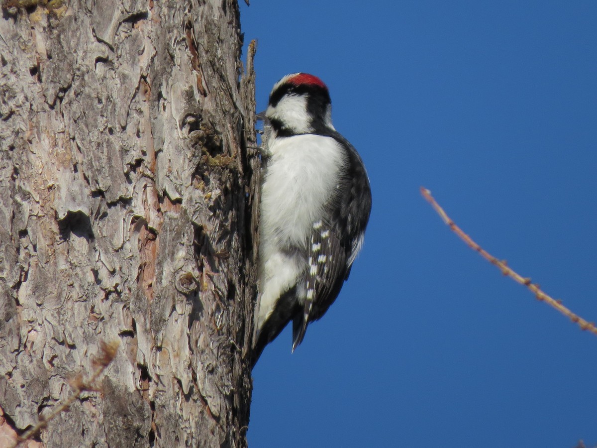Hairy Woodpecker - ML35554701