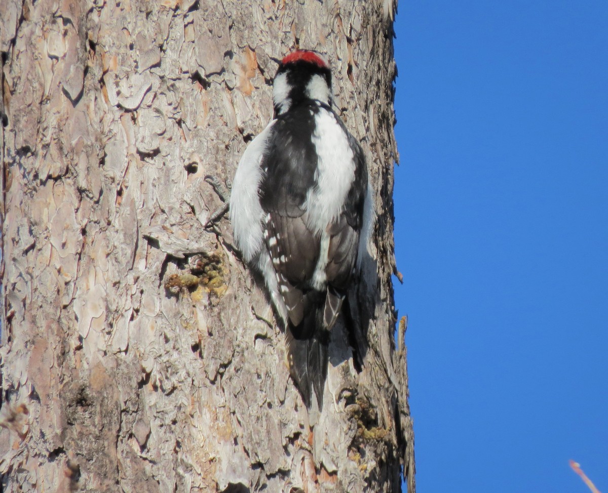 Hairy Woodpecker - ML35554731