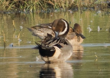 Northern Pintail - Moises Rodriguez