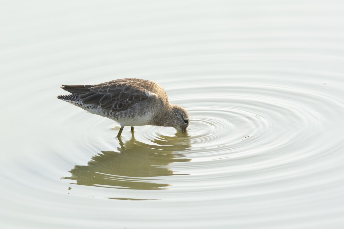 Long-billed Dowitcher - Moises Rodriguez