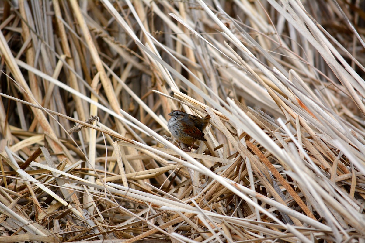 Swamp Sparrow - ML355560331