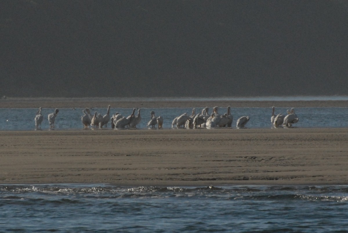 pelikán severoamerický - ML355562221