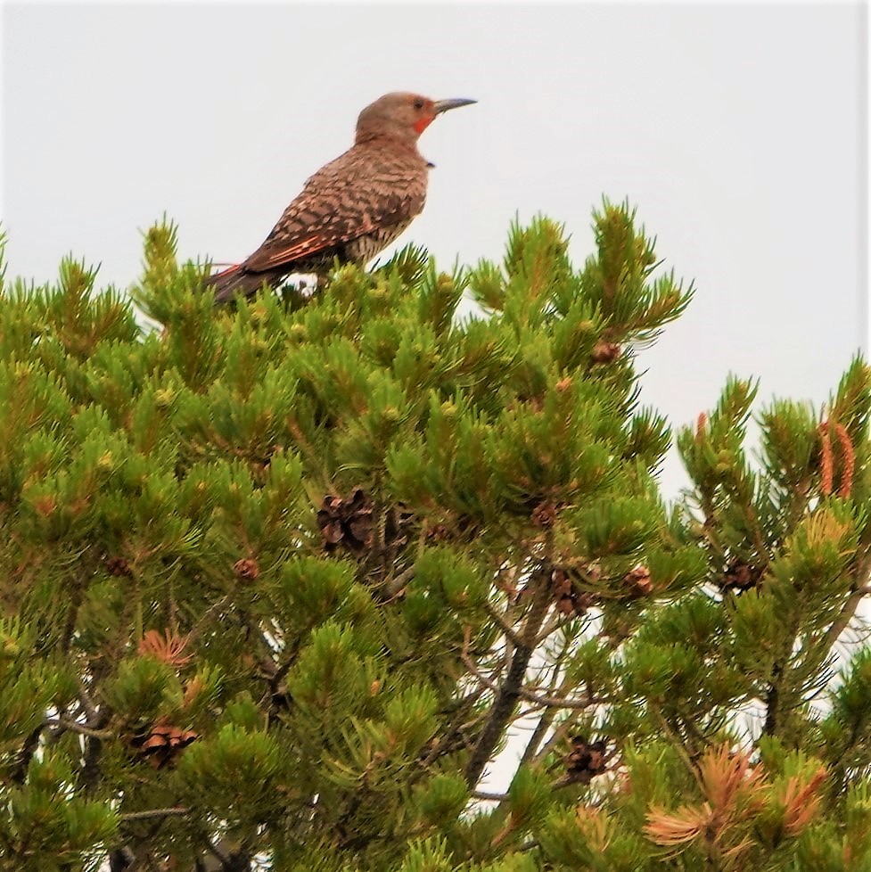 Northern Flicker (Red-shafted) - ML355564141