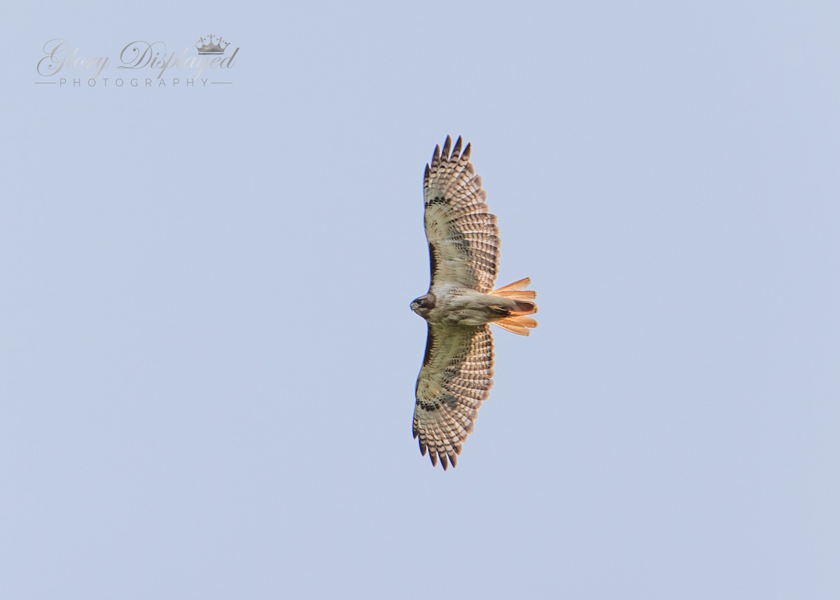 Red-tailed Hawk - ML355567381